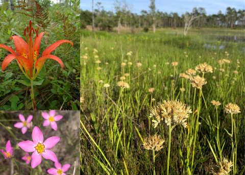 botany july lecture graphic