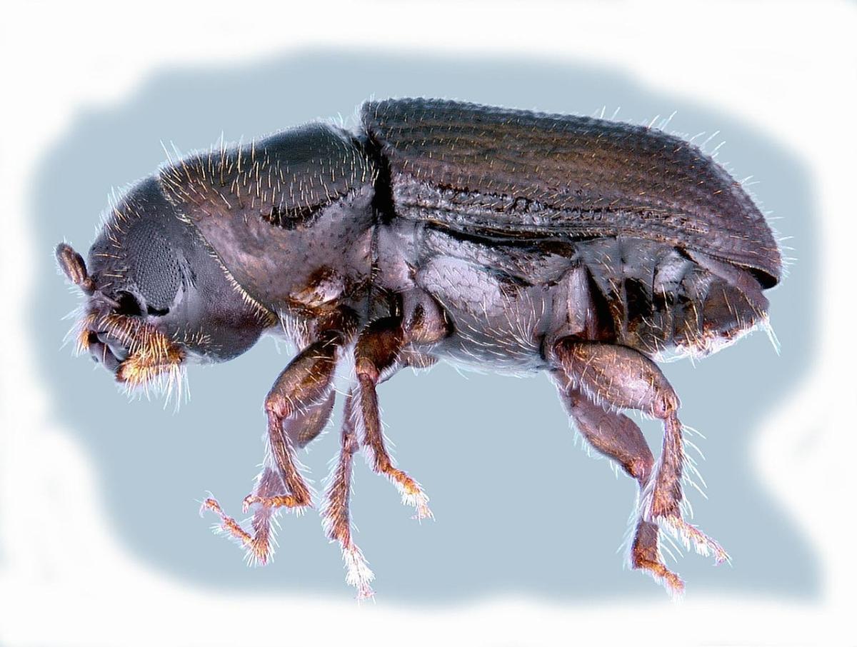 beetle