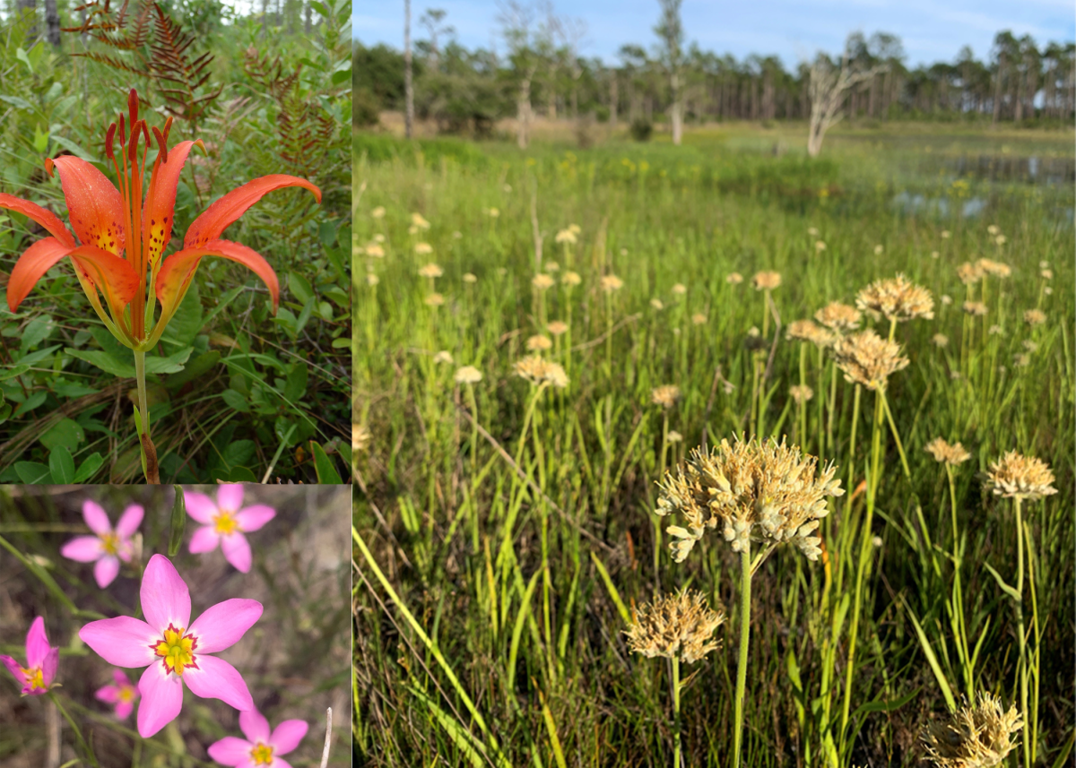 botany july lecture graphic